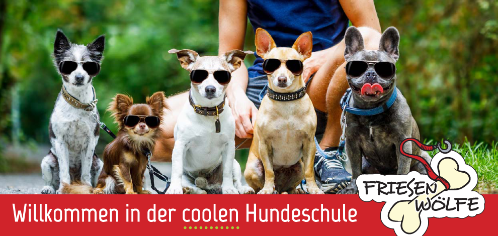 Wilkommen in der coolen Hundeschule